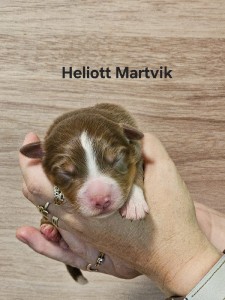 heliot-1.jpg