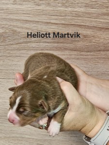 heliott-2.jpg