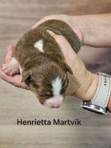 henrietta-2.jpg