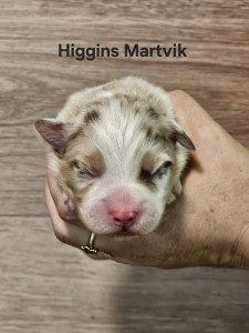 higgins.jpg