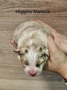 higgins-1.jpg